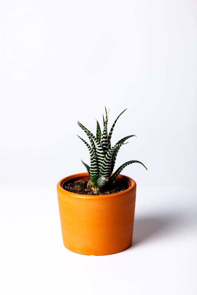 a small agave plant in an orange pot